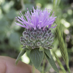Monardella villosa ssp. villosa