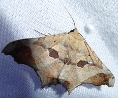 Semiothisops macariata
