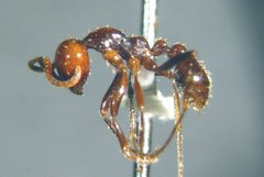 Neivamyrmex pilosus