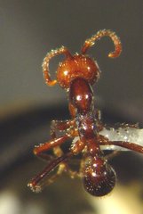 Neivamyrmex pilosus