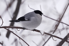 Pyrrhula pyrrhula cineracea