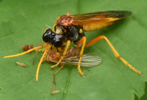 Tenthredo campestris nuotrauka