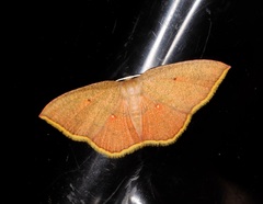 Pseudhyria rubra
