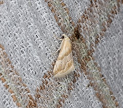 Eublemma roseana
