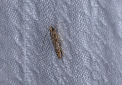 Metharmostis multilineata