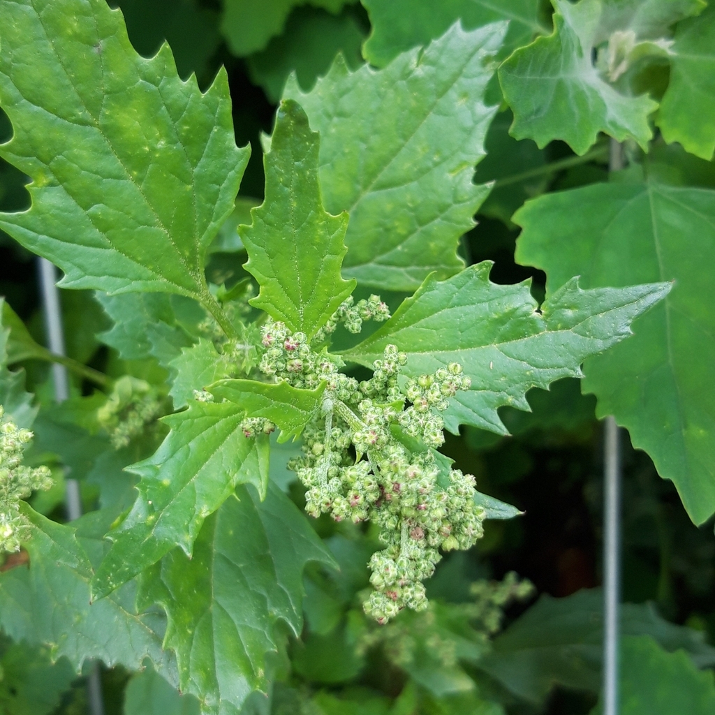 Chenopodium murale — a medium houseplant, prefers full sun light