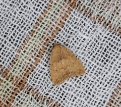 Anachrostis
