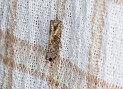 Strepsicrates semicanella