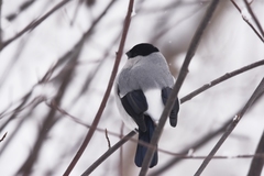 Pyrrhula pyrrhula cineracea