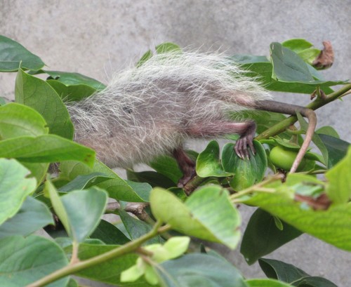 Didelphis aurita