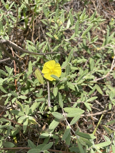 Coastal sand frostweed (Crocanthemum arenicola)