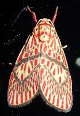 Barsine cornicornutata
