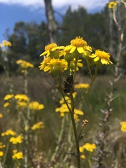 Senecio ilicifolius