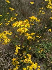 Senecio ilicifolius
