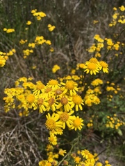 Senecio ilicifolius