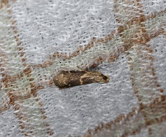 Mesciniadia infractalis