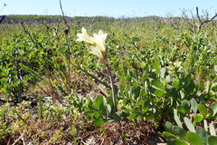 Cyrtanthus loddigesianus