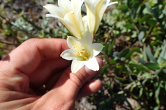 Cyrtanthus loddigesianus