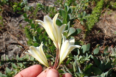 Cyrtanthus loddigesianus