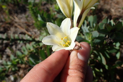 Cyrtanthus loddigesianus