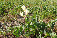 Cyrtanthus loddigesianus