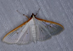 Palpita warrenalis