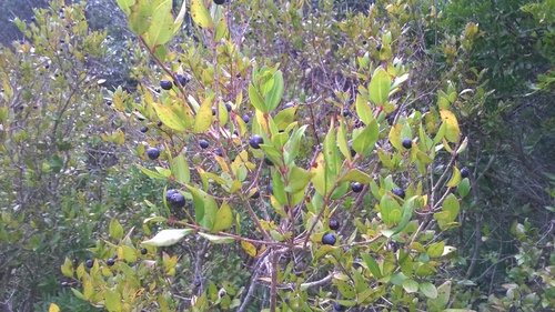 Myrtle