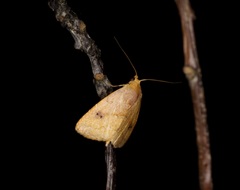 Rivula inconspicua