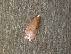 Scythropiodes