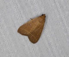 Simplicia cornicalis