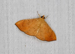 Hyalobathra