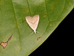 Meganola brunellus