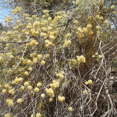 Ptilotus divaricatus