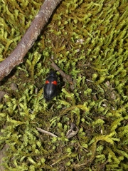 Astylus aulicus