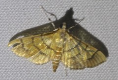 Orphanostigma abruptalis