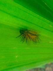 Lepidoptera