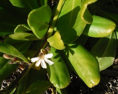Scaevola taccada taccada