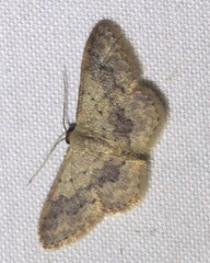 Idaea halmaea