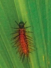 Lepidoptera