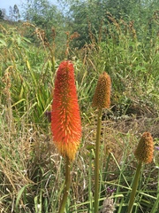 Kniphofia bruceae