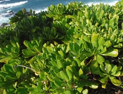 Scaevola taccada taccada