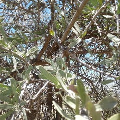 Alectryon oleifolius