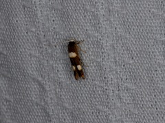 Stathmopoda paradiplaspis