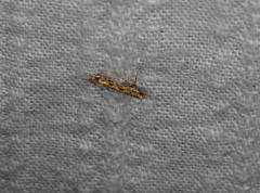 Stomphastis polygoni