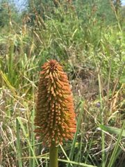 Kniphofia bruceae