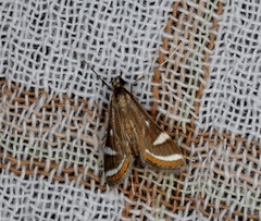 Strepsinoma croesusalis