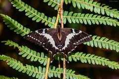 Papilio delalandei