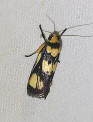 Xylorycta heliomacula