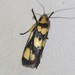 Xylorycta heliomacula - Photo (c) Ian McMaster, some rights reserved (CC BY-NC), uploaded by Ian McMaster