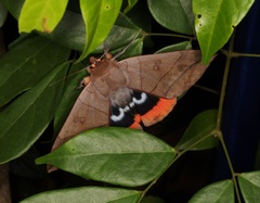 Thyas juno
